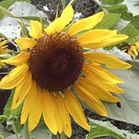 SUNFLOWER